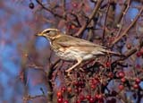 The redwing is a native to europe and asia, slightly smaller than the song thrush in size.  The sexes are similar, with the most striking feature being the red flanks and underwing, in addition to the creamy white streak over the eye.  They are migratory, they only visit the UK in the winter.<br/> They often form loose flocks of 10 up to 200 or more birds.  Frequently seen in the company of Fieldfares.