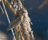 The Reed Bunting is a year-round resident here in the UK, also a breeding bird in europe and much of asia.  It does migrate in the winter, but here in the UK it stays year round.  It's part of the red-list catagory according to the RSPB due to a massive decline in numbers.</br>  This bird is most commonly seen in reedbeds.