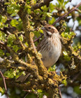 The Reed Bunting is a year-round resident here in the UK, also a breeding bird in europe and much of asia.  It does migrate in the winter, but here in the UK it stays year round.  It's part of the red-list catagory according to the RSPB due to a massive decline in numbers.</br>  This bird is most commonly seen in reedbeds.