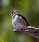 Description to come soon!