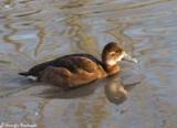 The South American Pochard is a sociable and gregarious bird of the pochard familiy.  It has a broken range across much of South America.  This duck can gather in to groups as many as 5,000 birds.  Its numbers are doing well, therefore both it and its African subspecies counterpart, the African Pochard, are listed as least concern.