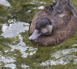 Description to come soon!