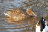 The Northern Shoveler is a common and widespread duck, found across the northern regions of North America, Europe and Asia.  Its an unmistakable duck due to its spatulate bill, unable to be mistaken for any other similar duck in its range.</br></br>In the UK we are home to up to 20% of the entire Northwestern European population.  Its found year round, but found more often in the winter months.  The breeding population moves south in the winter where their numbers here are replaced by an influx of continental birds from the north.  This is not a gregarious duck, only forming small flocks, even outside of the breeding season.