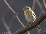 The eurasian siskin is a small finch, easily identified by its vividly yellow colors. It has a distinctly forked tail and a long narrow finch bill. </br></br>It is mainly resident from southern England to northern Scotland, but in larger numbers in Scotland and Wales. You can see this bird in much of the UK, but for England, where it becomes more common in winter.  We also get  birds arriving here from Europe. Look for these at the tops of trees in suitable habitat, more readily found in Scotland and Wales, where they are fairly common. </br>