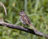 Description to come soon!