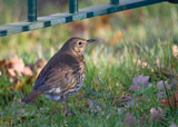 The song thrush is commonly found in well-vegetated woods and gardens all over europe south of the arctic circle.  Many birds move south during the winter, but some are resident.  They do not form flocks like some thrushes, preferring to stay either solitary or in losely related groups in suitable habitat.  Sexes are similar.