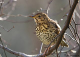 The song thrush is commonly found in well-vegetated woods and gardens all over europe south of the arctic circle.  Many birds move south during the winter, but some are resident.  They do not form flocks like some thrushes, preferring to stay either solitary or in losely related groups in suitable habitat.  Sexes are similar.