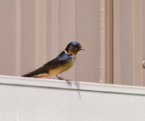 Description to come soon!