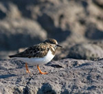 Description to come soon!