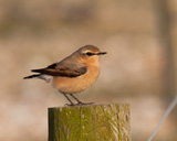 Description to come soon!