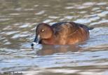 The Hardhead duck, sometimes still referred to as the White eyed duck, is the only true diving duck found in Australia.  They are a common bird, and like other members of the pochard group, they feed by diving deeply for the aquatic creatures they feed off of.  As a general rule these birds avoid costal waters.