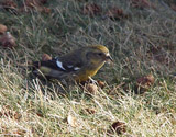 The white winged crossbill is a resident of the pine forests of North America, with their european counterpart spread across the northern regions of Europe and Asia.  With their specialist bills, they mainly eat the seeds of pine cones.  This bird is mainly resident, but will irrupt into more southern parts of the US when the food in their ranges runs scarce.  They seem to move around more than their european counterpart, the Two Barred Crossbill.</br></br>  What is interesting about this bird is that they are opportunistic breeders, meaning they breed whenever the conditions favor it and their food sources abundant.  They have been know to breed in all 12 months of the year, according to All About Birds website.